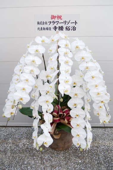 ��ĳ�� (��)��7��Ω�����ץ�ߥ���