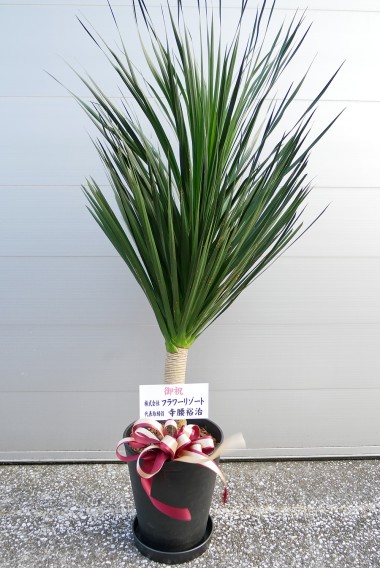 オススメ商品画像