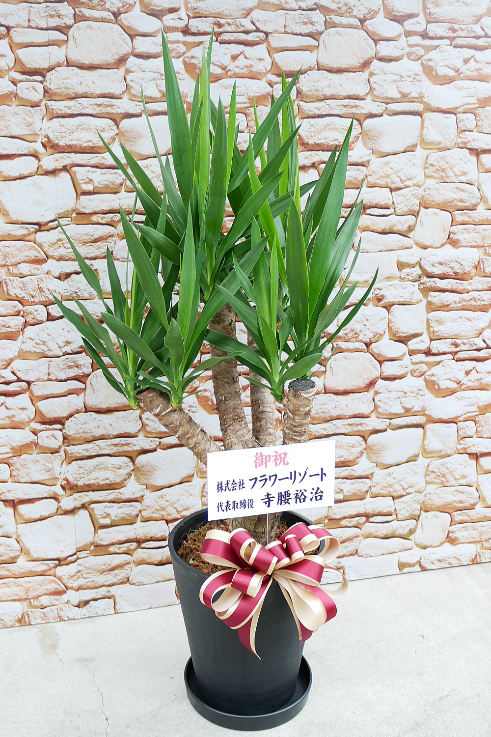 観葉植物｜ユッカ ブランチ 1点物 限定品【THE GOOD FLOWER JAPAN】
