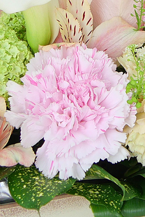 ユカリドレスチェリー