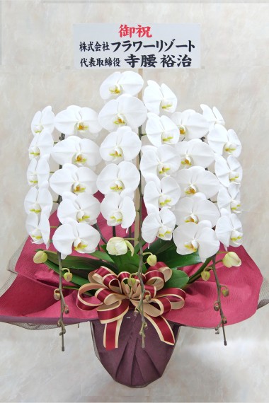 胡蝶蘭( 白 )スタンダード