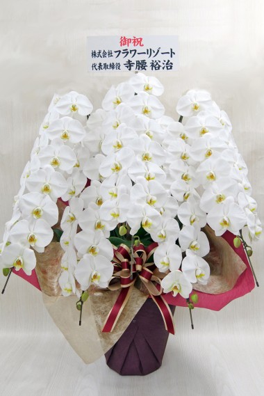 胡蝶蘭 (白) 5本立ち エクセレント